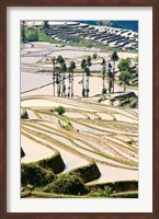 Flooded Ai Cun Rice Terraces, Yuanyang County, Yunnan Province, China Fine Art Print