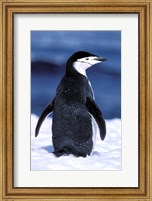 Chinstrap Penguin, Weddell Sea, Antarctic Peninsula, Antarctica Fine Art Print