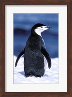 Chinstrap Penguin, Weddell Sea, Antarctic Peninsula, Antarctica Fine Art Print