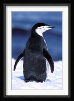 Chinstrap Penguin, Weddell Sea, Antarctic Peninsula, Antarctica Fine Art Print