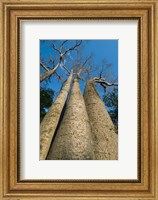 Baobab Trees, Ampijoroa-Ankarafantsika NP, MADAGASCAR Fine Art Print