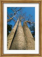 Baobab Trees, Ampijoroa-Ankarafantsika NP, MADAGASCAR Fine Art Print