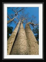 Baobab Trees, Ampijoroa-Ankarafantsika NP, MADAGASCAR Fine Art Print