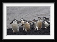Chinstrap Penguin on the beach, Deception Island, Antarctica Fine Art Print