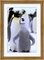 Emperor Penguin with Chick, Atka Bay, Weddell Sea, Antarctic Peninsula, Antarctica Fine Art Print
