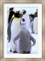 Emperor Penguin with Chick, Atka Bay, Weddell Sea, Antarctic Peninsula, Antarctica Fine Art Print