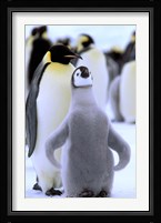 Emperor Penguin with Chick, Atka Bay, Weddell Sea, Antarctic Peninsula, Antarctica Fine Art Print