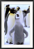 Emperor Penguin with Chick, Atka Bay, Weddell Sea, Antarctic Peninsula, Antarctica Fine Art Print