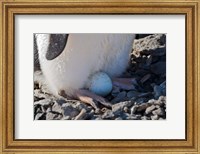 Adelie Penguin nesting egg, Paulet Island, Antarctica Fine Art Print