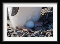 Adelie Penguin nesting egg, Paulet Island, Antarctica Fine Art Print