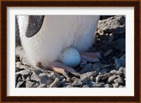 Adelie Penguin nesting egg, Paulet Island, Antarctica Fine Art Print