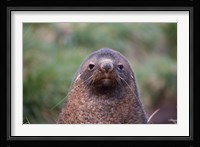 Antarctic Fur Seal, Cooper Baby, South Georgia, Antarctica Fine Art Print