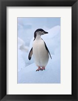 Chinstrap Penguins on ice, South Orkney Islands, Antarctica Fine Art Print
