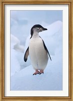 Chinstrap Penguins on ice, South Orkney Islands, Antarctica Fine Art Print