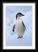 Chinstrap Penguins on ice, South Orkney Islands, Antarctica Fine Art Print