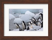 Chinstrap Penguins, South Orkney Islands, Antarctica Fine Art Print