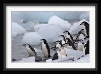 Chinstrap Penguins, South Orkney Islands, Antarctica Fine Art Print