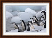 Chinstrap Penguins, South Orkney Islands, Antarctica Fine Art Print