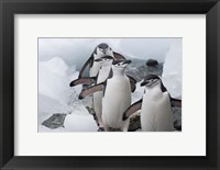 Four Chinstrap Penguins, Antarctica Fine Art Print
