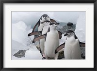 Four Chinstrap Penguins, Antarctica Fine Art Print