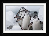 Four Chinstrap Penguins, Antarctica Fine Art Print