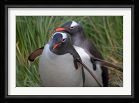 Gentoo Penguin in the grass, Cooper Baby, South Georgia, Antarctica Fine Art Print