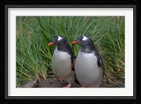 Gentoo Penguin, Cooper Baby, South Georgia, Antarctica Fine Art Print