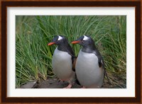 Gentoo Penguin, Cooper Baby, South Georgia, Antarctica Fine Art Print