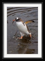 Gentoo Penguin, Hercules Bay, South Georgia, Antarctica Fine Art Print