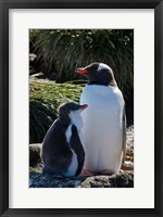 Gentoo Penguin, Prion Island, South Georgia, Antarctica Fine Art Print