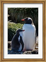 Gentoo Penguin, Prion Island, South Georgia, Antarctica Fine Art Print