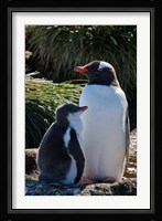 Gentoo Penguin, Prion Island, South Georgia, Antarctica Fine Art Print