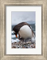 Gentoo Penguins, Neko Harbor, Antarctica Fine Art Print