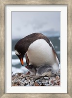 Gentoo Penguins, Neko Harbor, Antarctica Fine Art Print