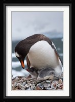Gentoo Penguins, Neko Harbor, Antarctica Fine Art Print