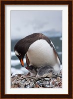 Gentoo Penguins, Neko Harbor, Antarctica Fine Art Print