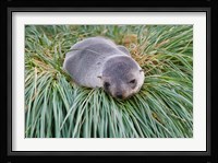 Antarctic Fur Seal, Hercules Bay, South Georgia, Antarctica Fine Art Print