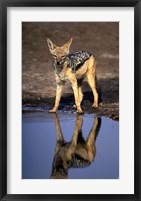 Botswana, Chobe NP, Black Backed Jackal wildlife Fine Art Print