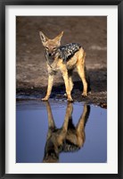 Botswana, Chobe NP, Black Backed Jackal wildlife Fine Art Print
