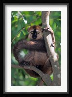 Brown Red-fronted Lemur, Primate, Madagascar Fine Art Print