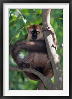 Brown Red-fronted Lemur, Primate, Madagascar Fine Art Print