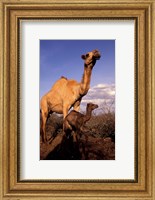 Dromedary Camel, Mother and Baby, Nanyuki, Kenya Fine Art Print
