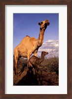 Dromedary Camel, Mother and Baby, Nanyuki, Kenya Fine Art Print