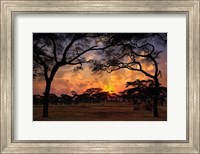 Acacia forest, sunset, Tarangire National Park, Tanzania Fine Art Print