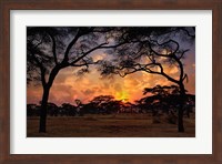 Acacia forest, sunset, Tarangire National Park, Tanzania Fine Art Print