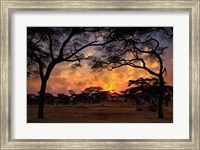 Acacia forest, sunset, Tarangire National Park, Tanzania Fine Art Print