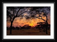Acacia forest, sunset, Tarangire National Park, Tanzania Fine Art Print