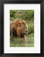 Adult male lion, Lake Nakuru National Park, Kenya Fine Art Print