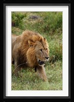 Adult male lion, Lake Nakuru National Park, Kenya Fine Art Print