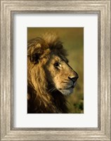 Adult male lion, Maasai Mara, Kenya Fine Art Print